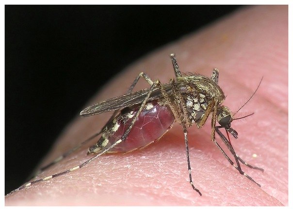 Фото - Электронные средства отпугивания комаров